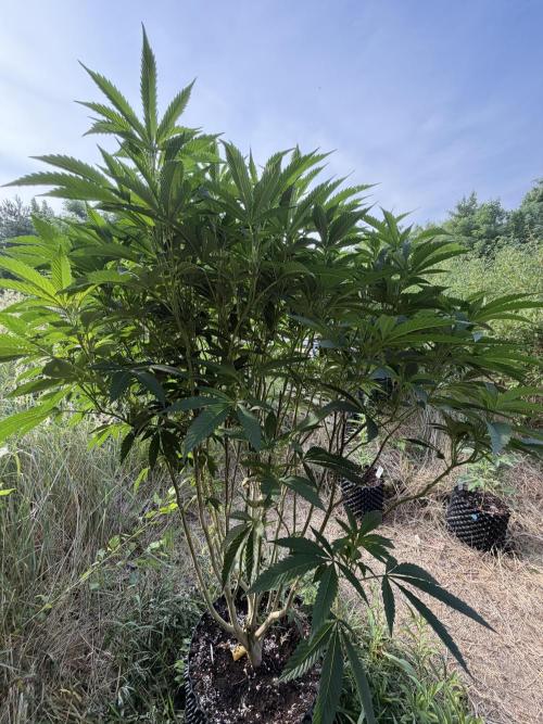 46 Kush - Outdoor 2026. Week 17