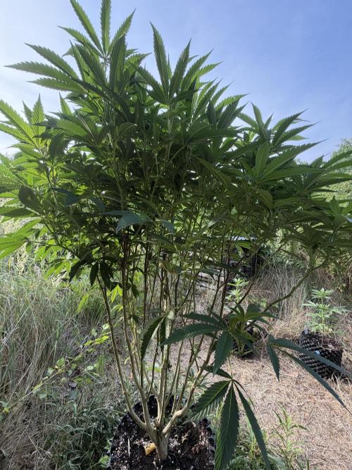 46 Kush - Outdoor 2026. Week 17