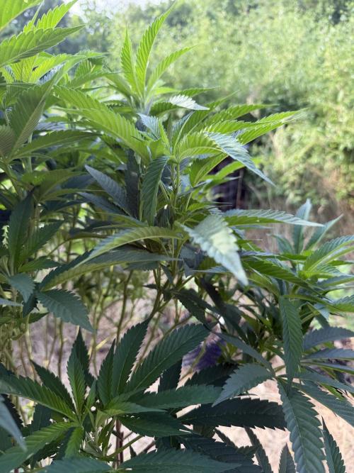 46 Kush - Outdoor 2026. Week 17