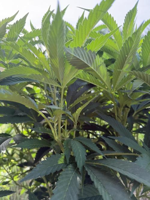 46 Kush - Outdoor 2026. Week 17