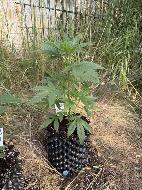 Forbidden Runtz Auto -Sponsored. Week 5