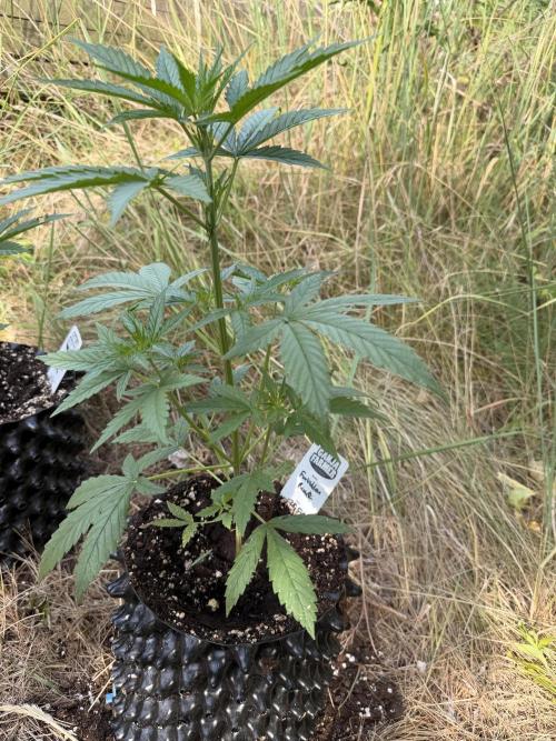 Forbidden Runtz Auto -Sponsored. Week 5