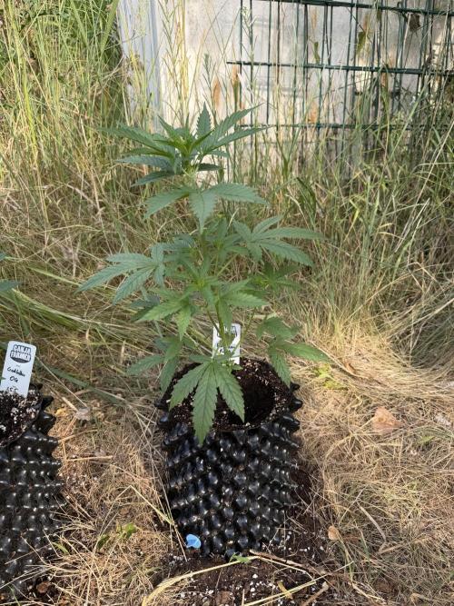 Forbidden Runtz Auto -Sponsored. Week 5