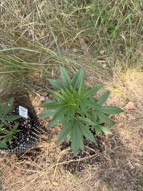 Forbidden Runtz Auto -Sponsored. Week 5