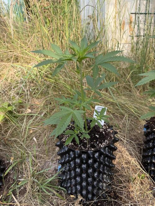 Godfather OG Auto - Sponsored. Week 5