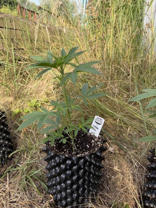 Godfather OG Auto - Sponsored. Week 5