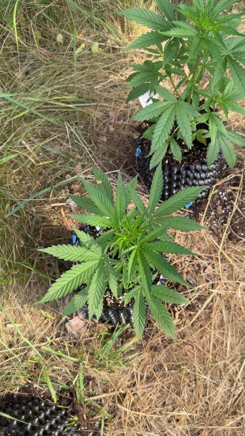 Godfather OG Auto - Sponsored