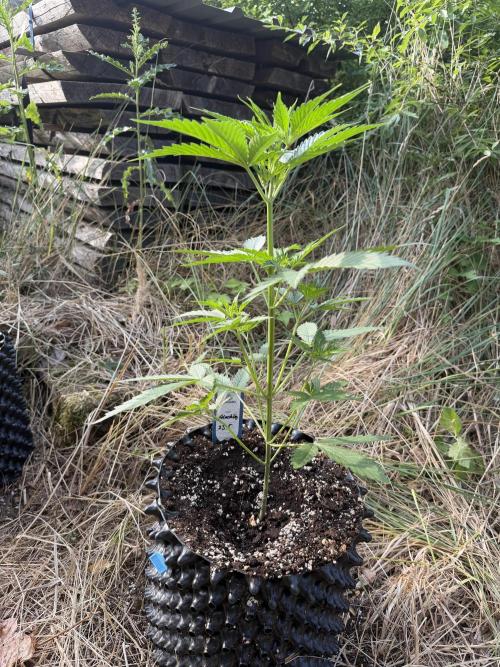 Glookies Auto - Sponsored. Week 5