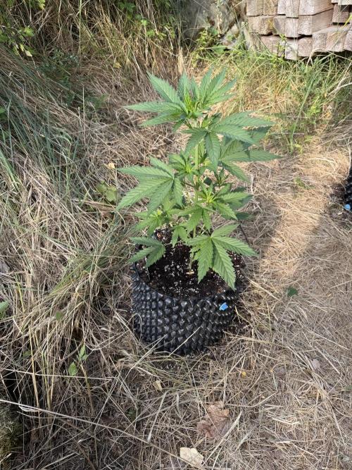 Glookies Auto - Sponsored. Week 5