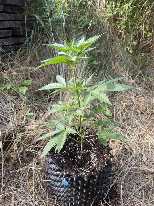Glookies Auto - Sponsored. Week 5