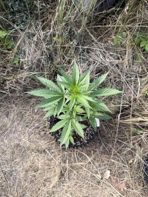 LSD Auto - Sponsored. Week 5