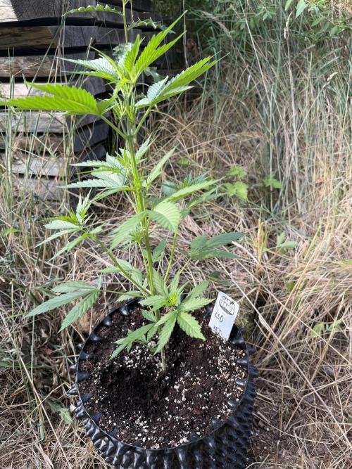 LSD Auto - Sponsored. Week 5