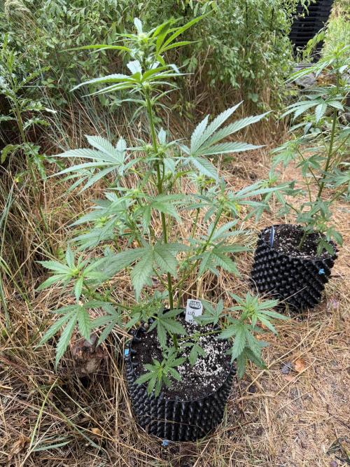LSD Auto - Sponsored. Week 6