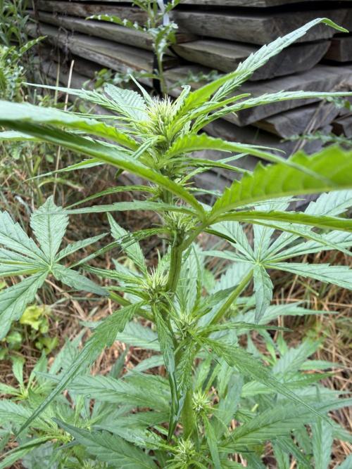 LSD Auto - Sponsored. Week 6