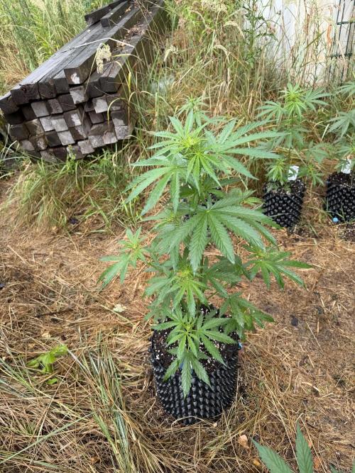 Glookies Auto - Sponsored. Week 6