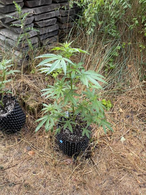Glookies Auto - Sponsored. Week 6
