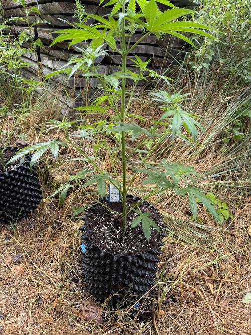 Glookies Auto - Sponsored. Week 6