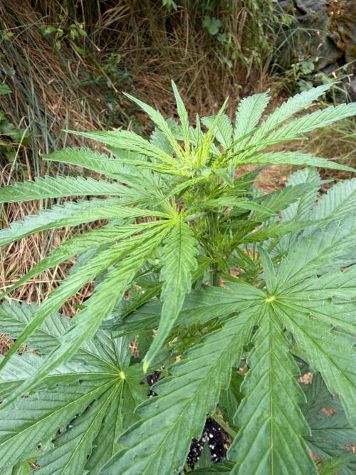 Glookies Auto - Sponsored. Week 6