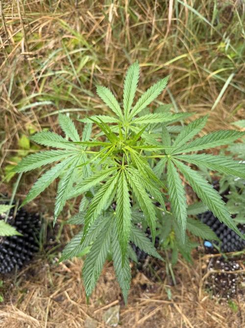 Godfather OG Auto - Sponsored. Week 6