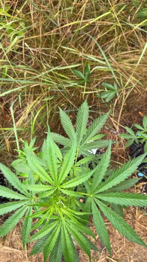 Godfather OG Auto - Sponsored