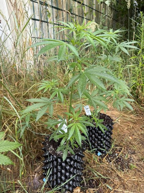 Godfather OG Auto - Sponsored. Week 6
