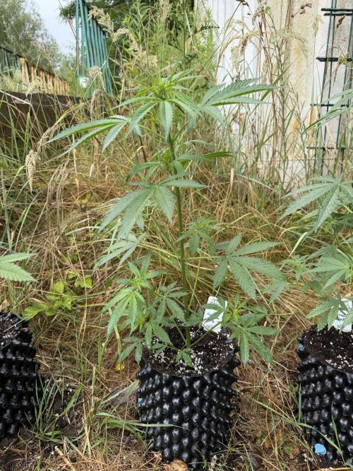 Godfather OG Auto - Sponsored. Week 6