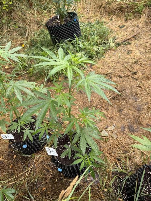 Godfather OG Auto - Sponsored. Week 6