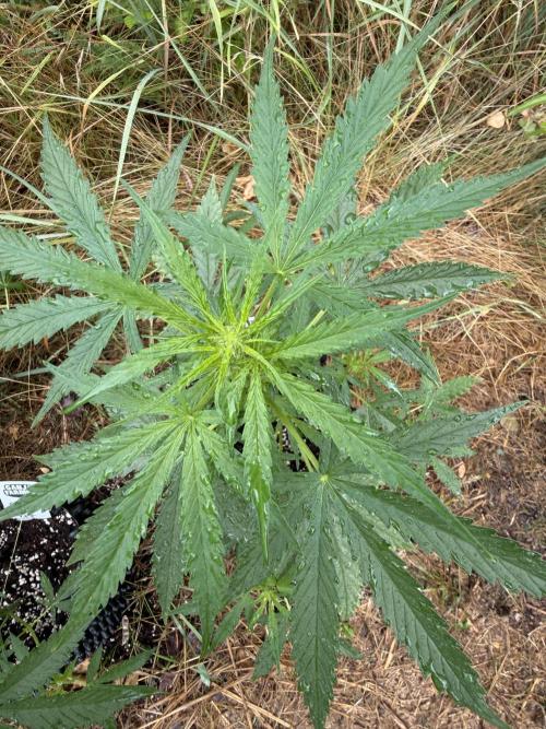 Forbidden Runtz Auto -Sponsored. Week 6