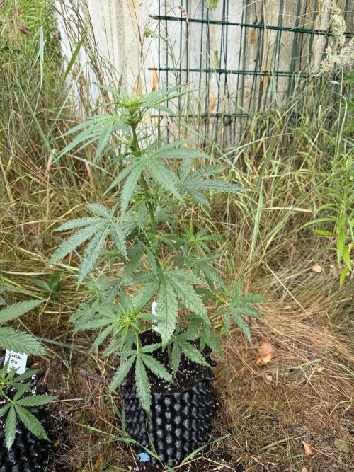 Forbidden Runtz Auto -Sponsored. Week 6