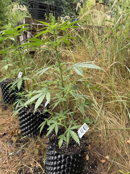Forbidden Runtz Auto -Sponsored. Week 6