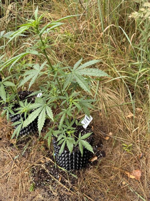 Forbidden Runtz Auto -Sponsored. Week 6