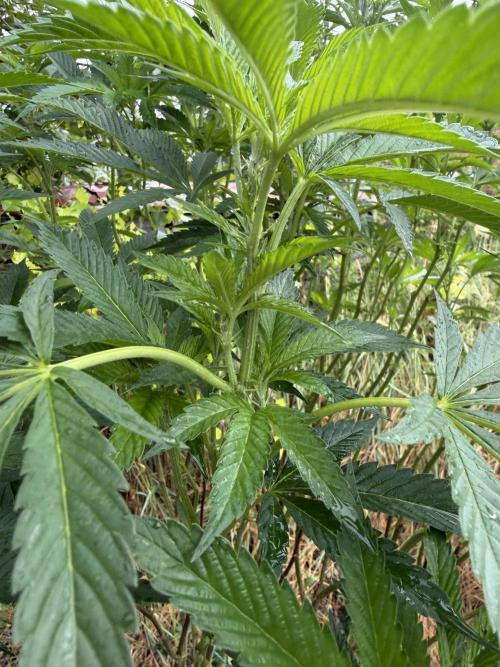 46 Kush - Outdoor 2026. Week 18