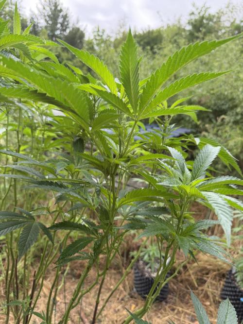 46 Kush - Outdoor 2026. Week 18