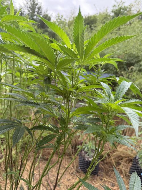 46 Kush - Outdoor 2026. Week 18