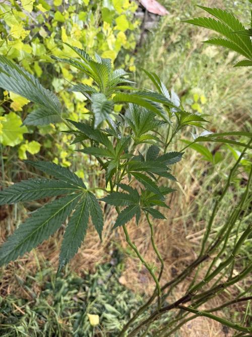 46 Kush - Outdoor 2026. Week 18
