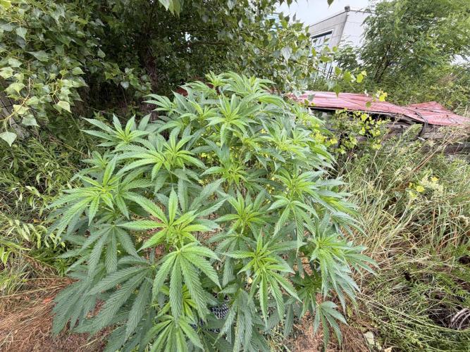 46 Kush - Outdoor 2026. Week 18