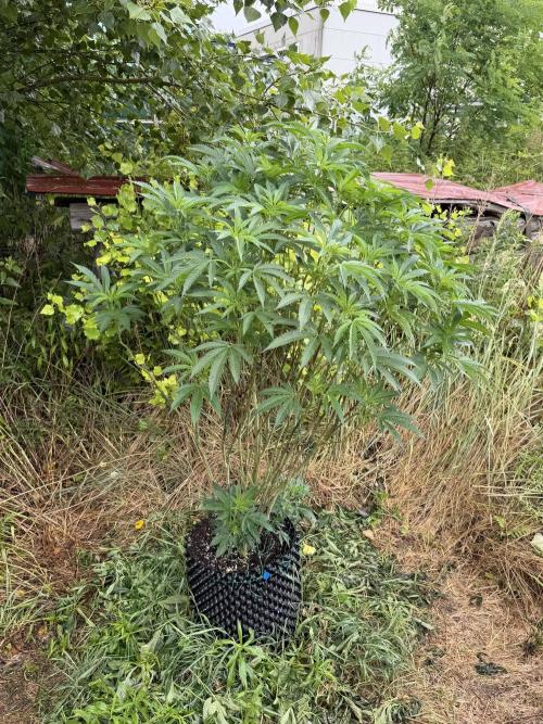 46 Kush - Outdoor 2026. Week 18