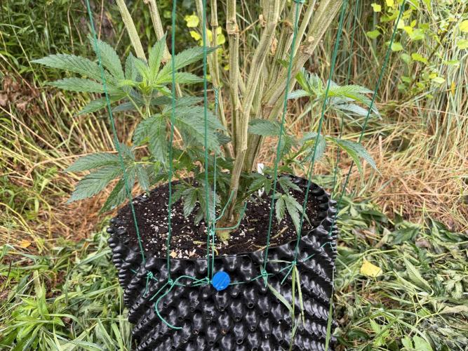 46 Kush - Outdoor 2026. Week 18