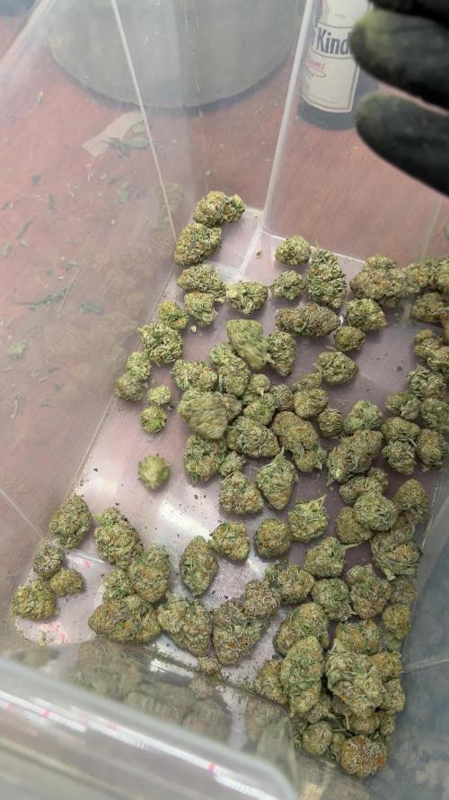 GMO x Triangle Mints bx