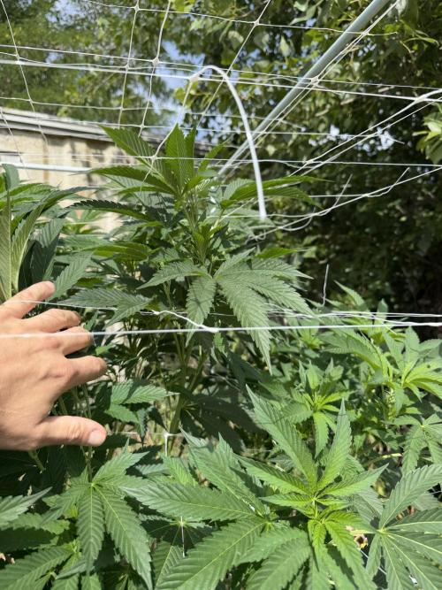 46 Kush - Outdoor 2026. Week 20