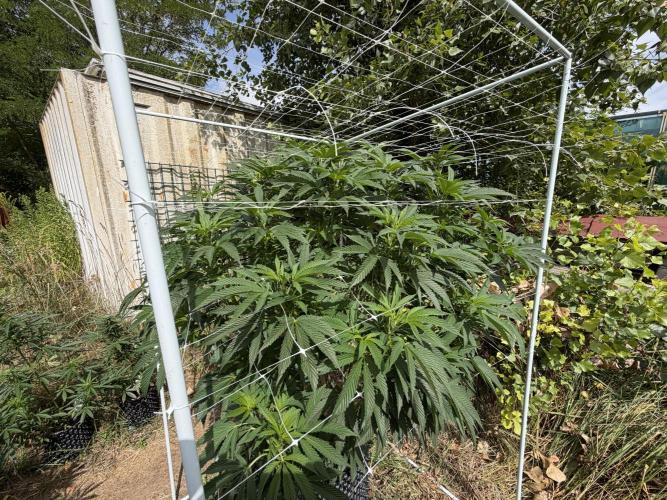46 Kush - Outdoor 2026. Week 20