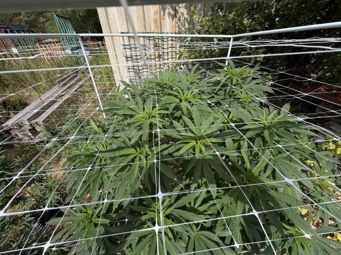 46 Kush - Outdoor 2026. Week 20