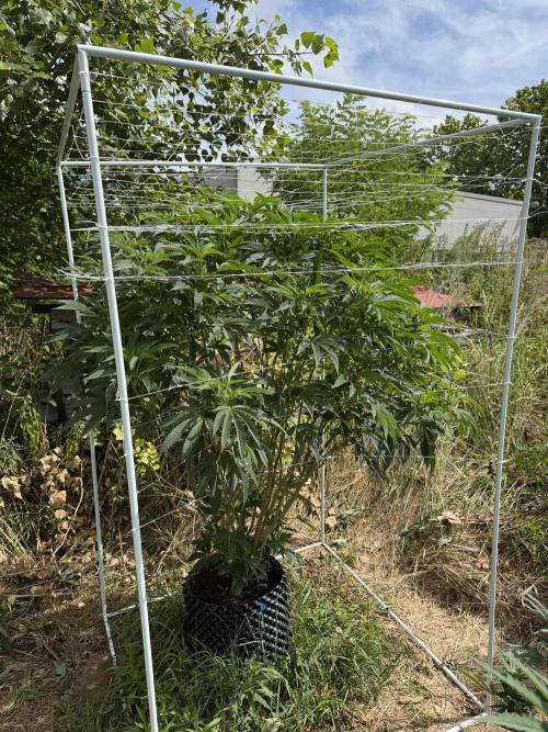 46 Kush - Outdoor 2026. Week 20