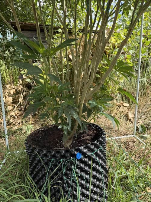 46 Kush - Outdoor 2026. Week 20