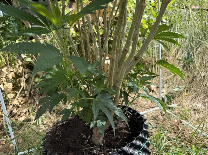 46 Kush - Outdoor 2026. Week 20