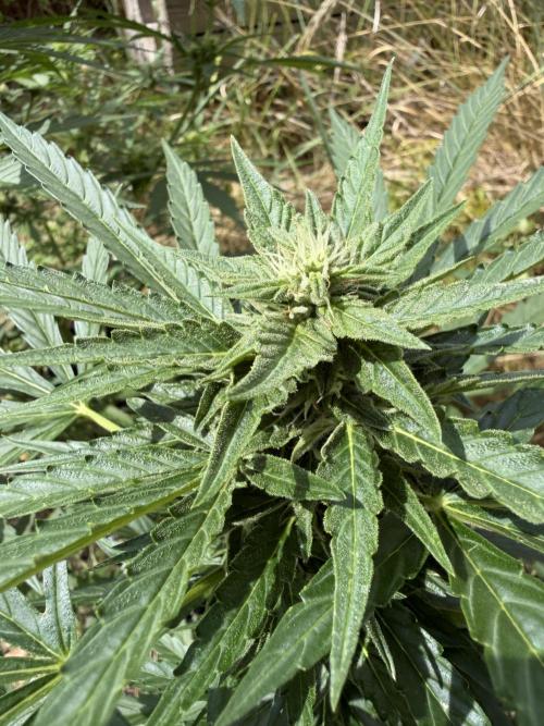 Forbidden Runtz Auto -Sponsored. Week 8
