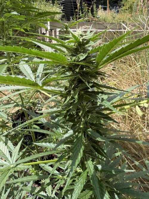 Forbidden Runtz Auto -Sponsored. Week 8
