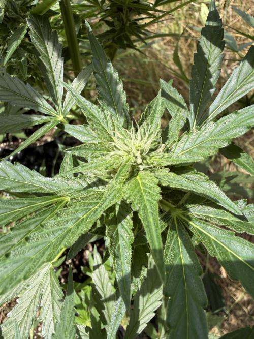 Forbidden Runtz Auto -Sponsored. Week 8