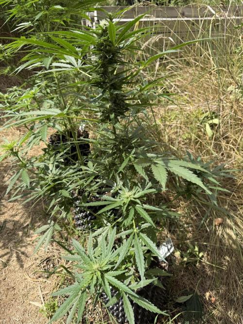 Forbidden Runtz Auto -Sponsored. Week 8