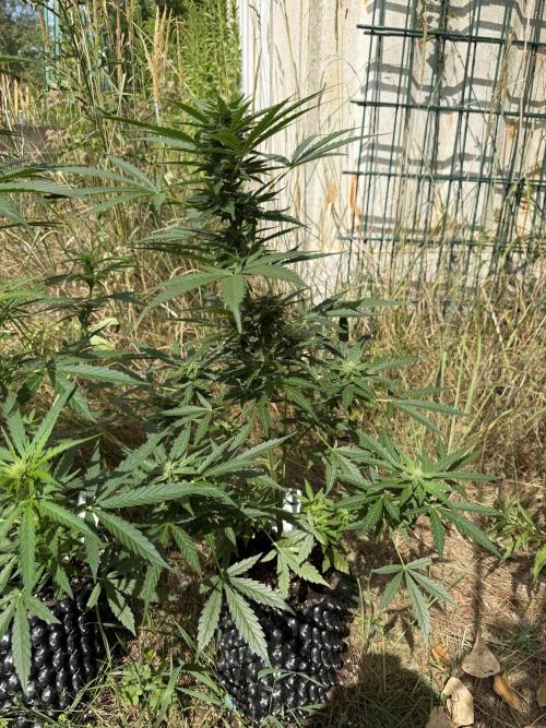 Forbidden Runtz Auto -Sponsored. Week 8